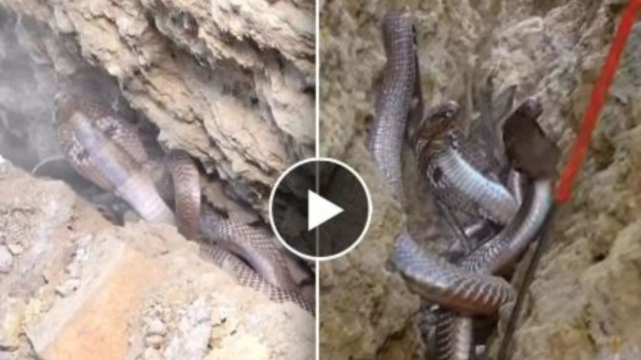 Cobra Viral Video भिंतीमागून येत होता ‘हिस्स- हिस्स’ असा आवाज, पाहिली तर नाग-नागिण पहा व्हिडियो वायरल