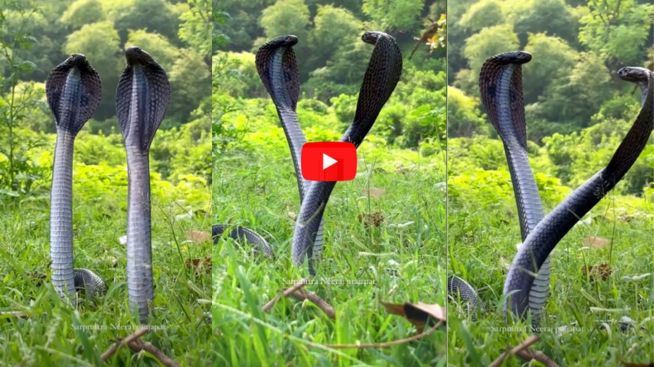Snake Viral Video नाग आणि नागिनीचा नाचताना व्हायरल व्हिडिओ पाहून व्हाल हैराण
